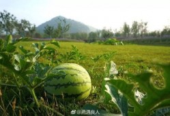 学校新瓜最新爆料江苏,揭秘校园风云背后的真相！”